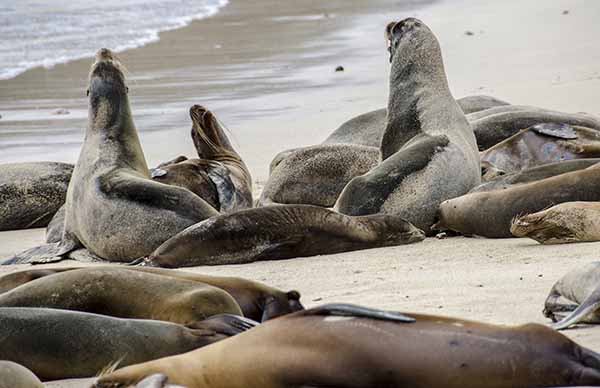 Lobo Marino - isla Santa Fé - islas Galápagos - Ecuador 06.jpg